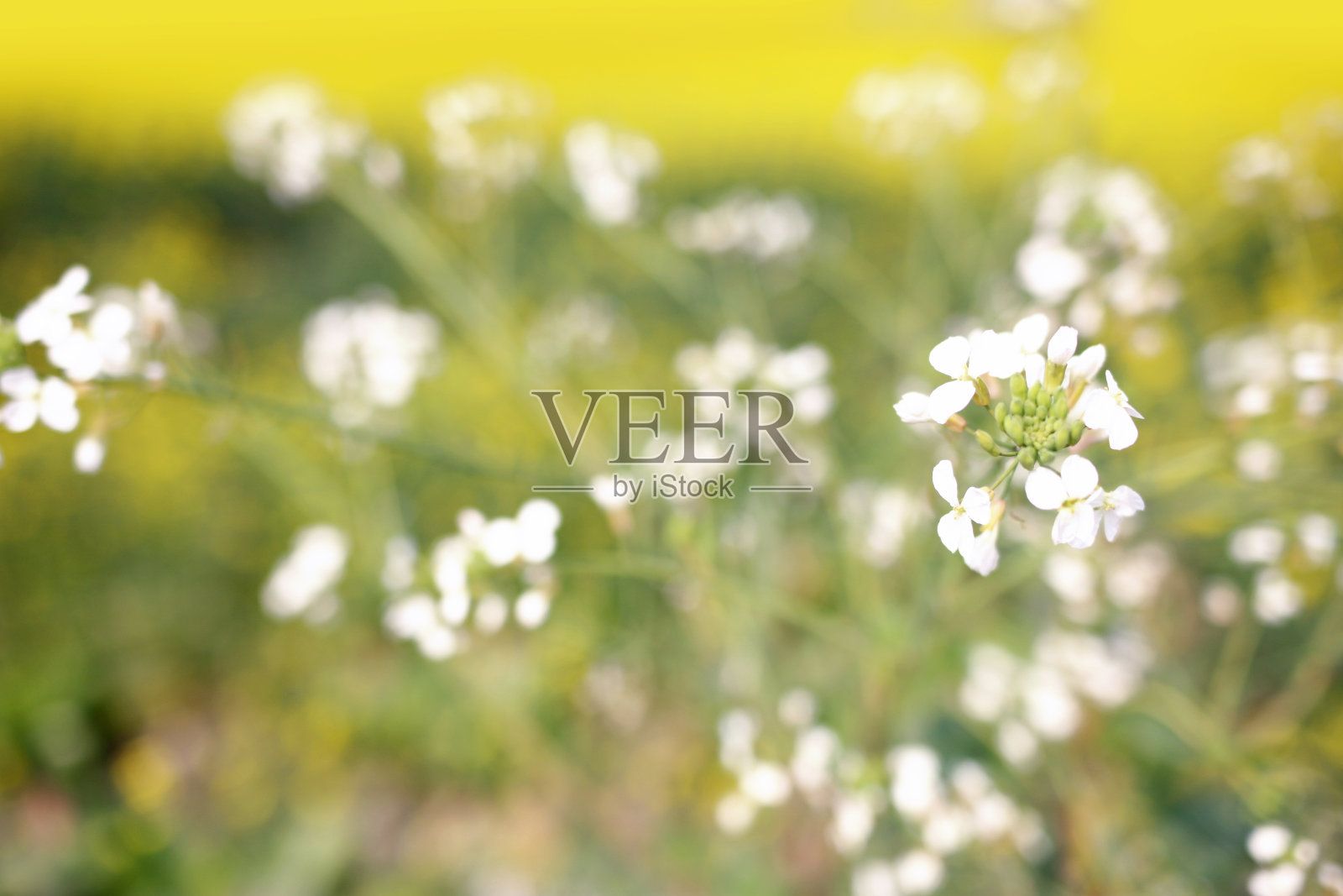 春天油菜花照片摄影图片