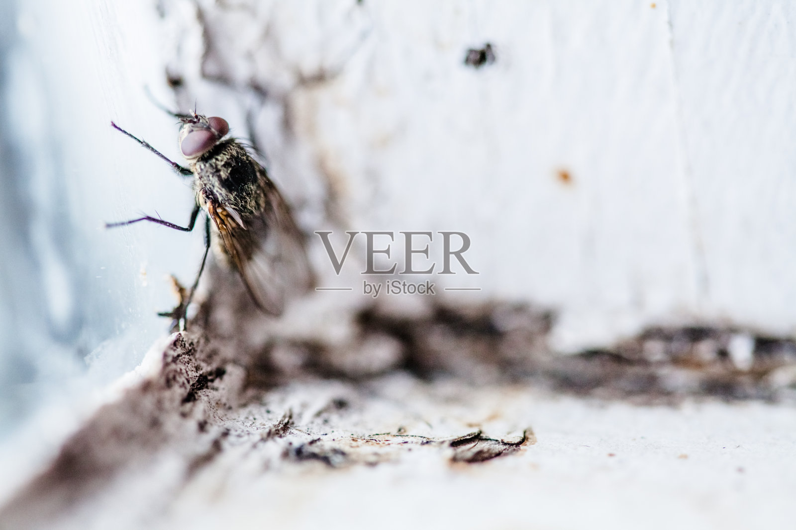 窗户里的肮脏家蝇照片摄影图片