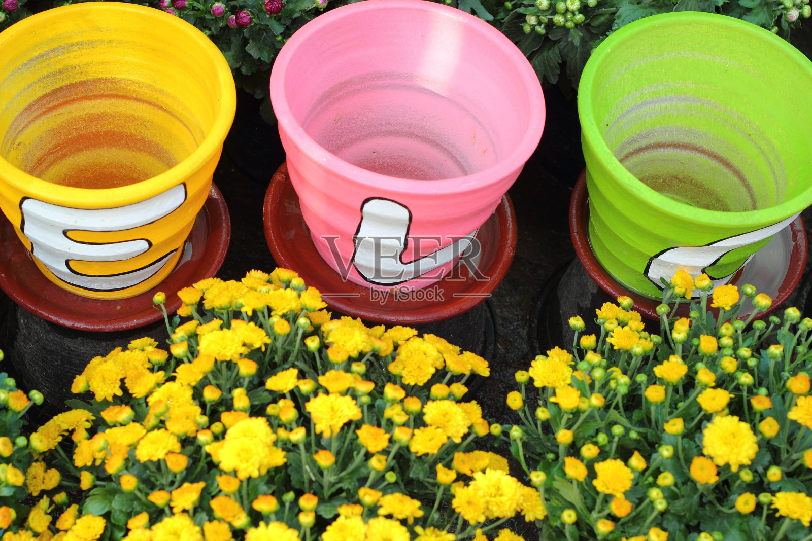 雏菊在自然界中花卉盆景多种多样照片摄影图片