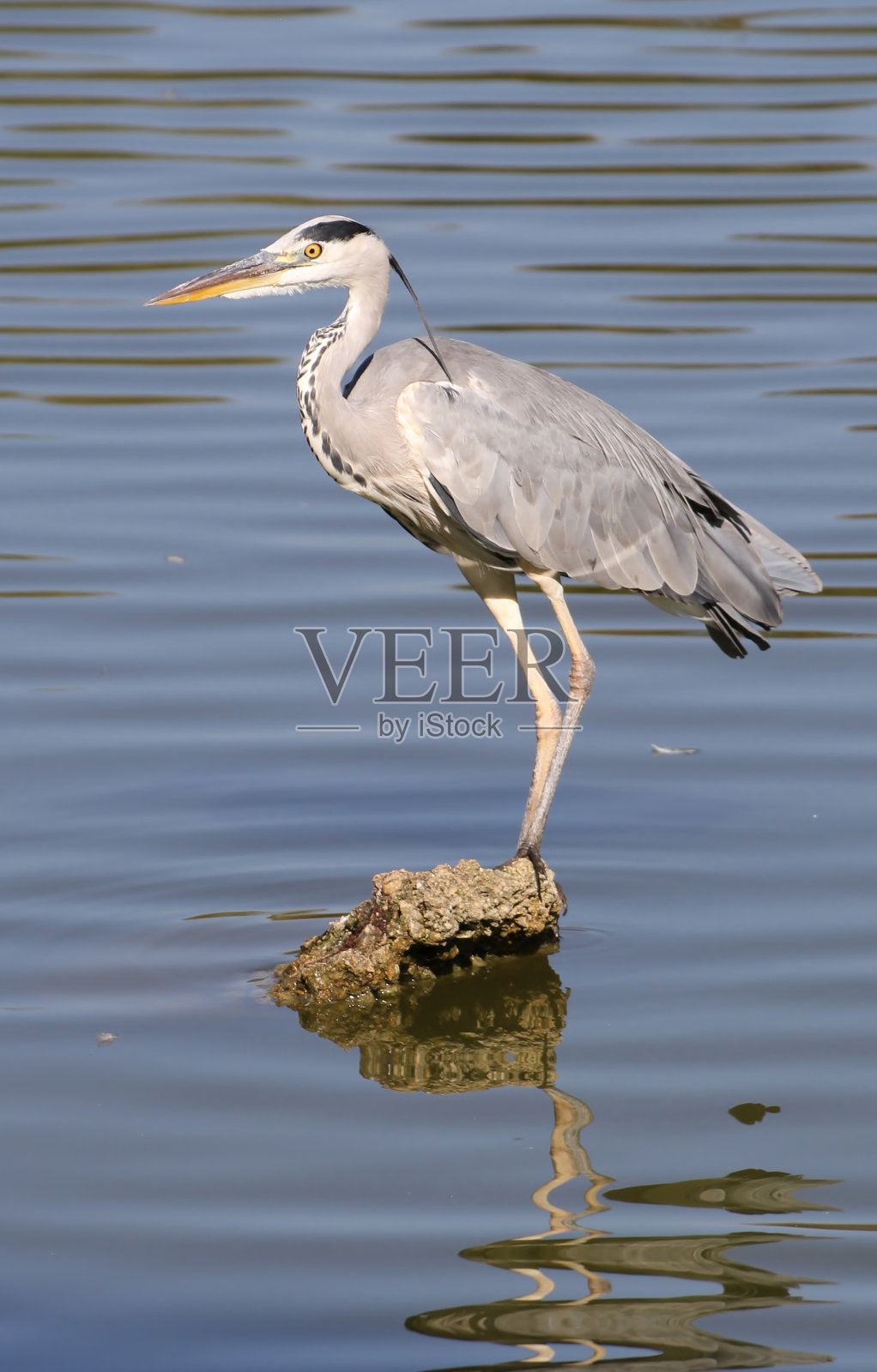 鹭照片摄影图片