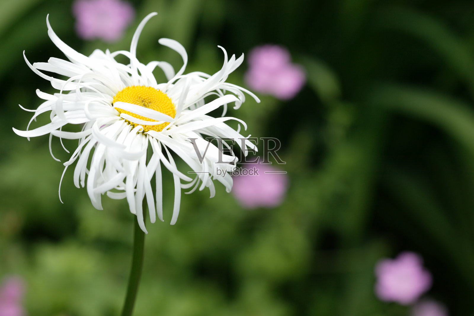 Leucanthemum,沙士达山黛西照片摄影图片