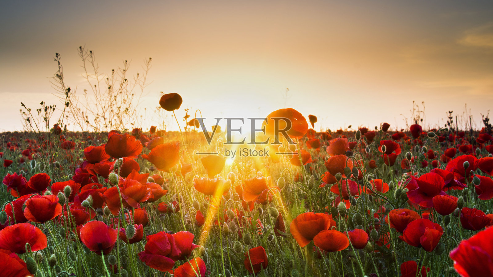 罂粟花照片摄影图片