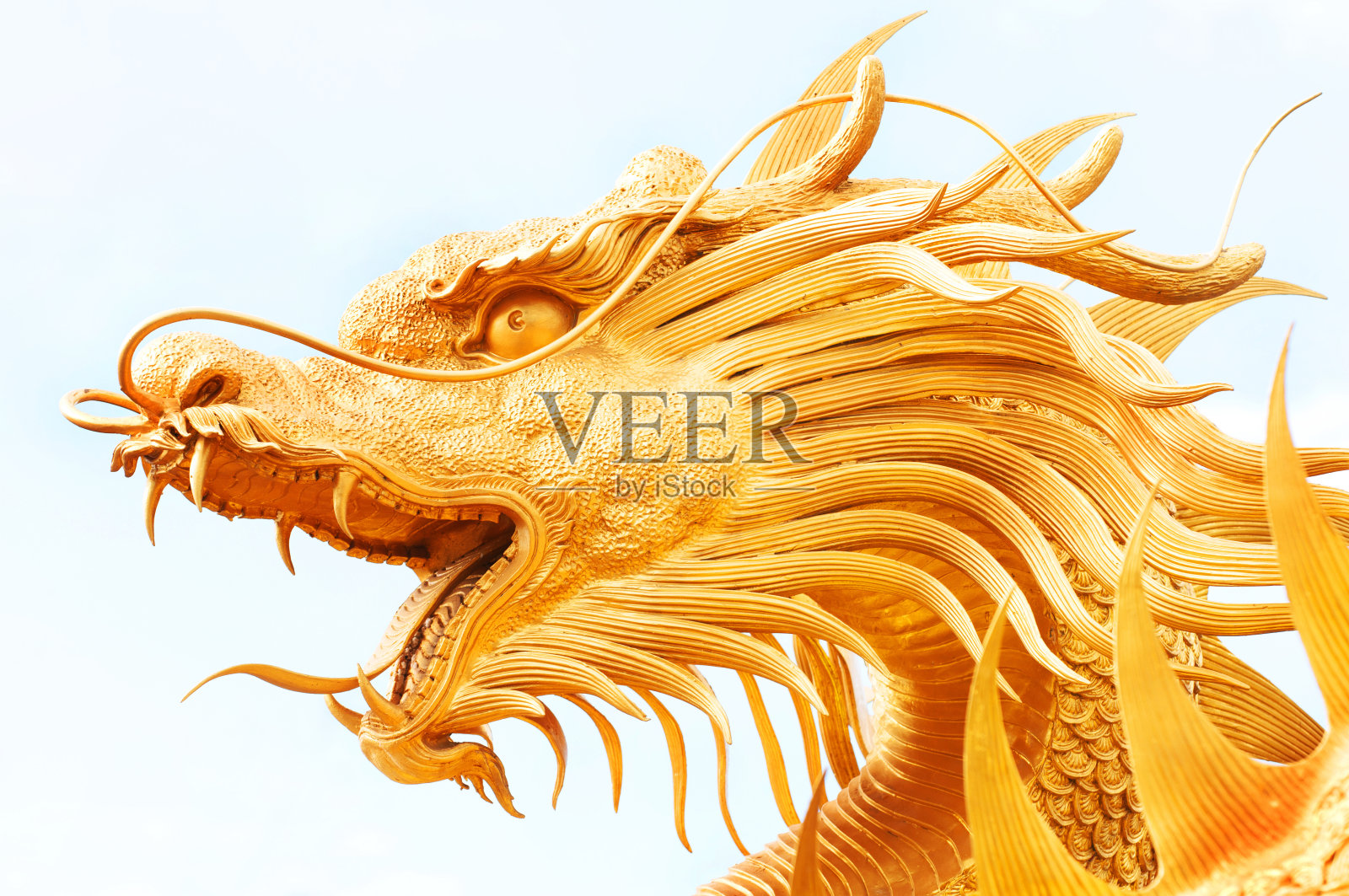 金旅照片摄影图片