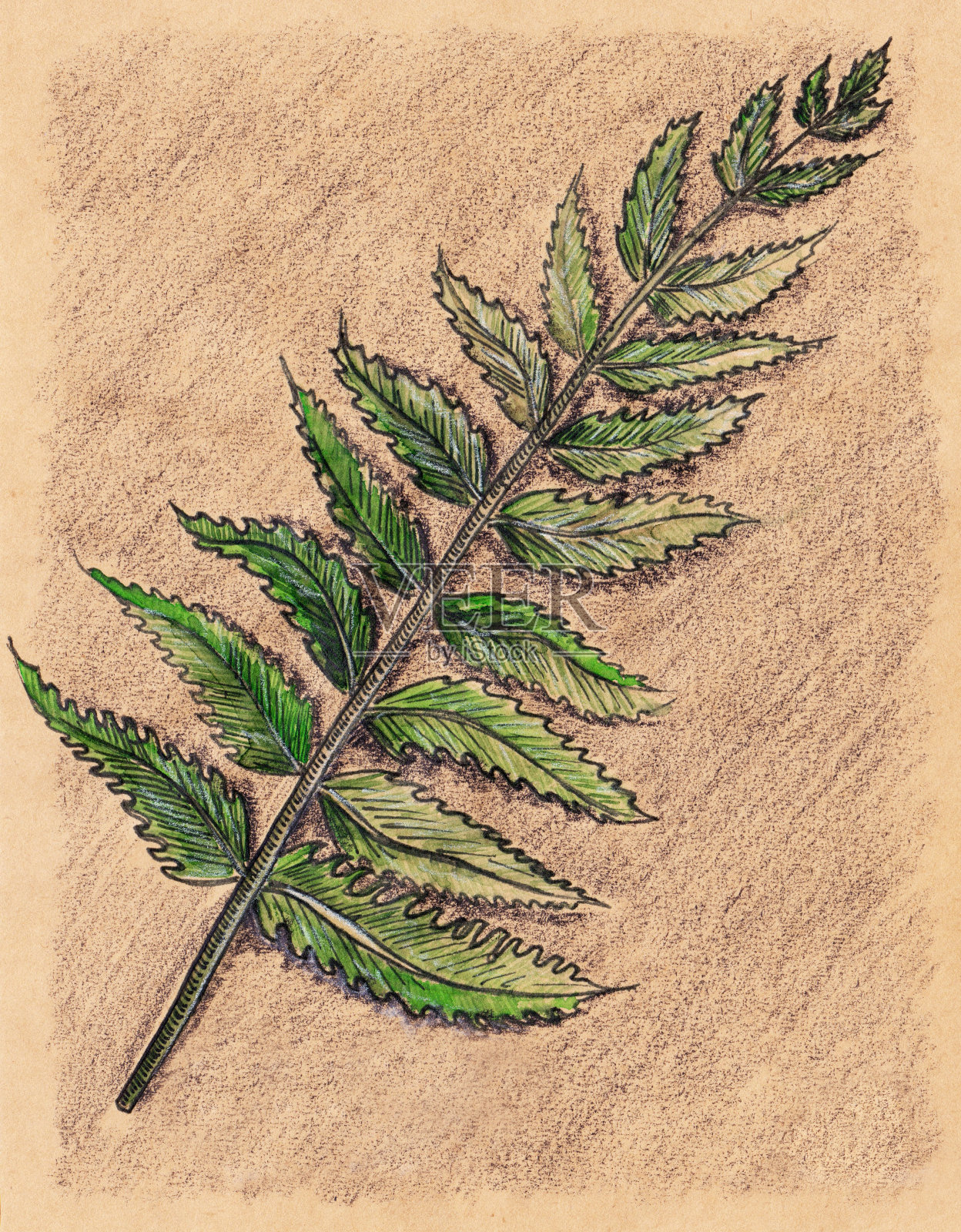 蕨类蕨类枝叶植物工艺速写插画图片素材