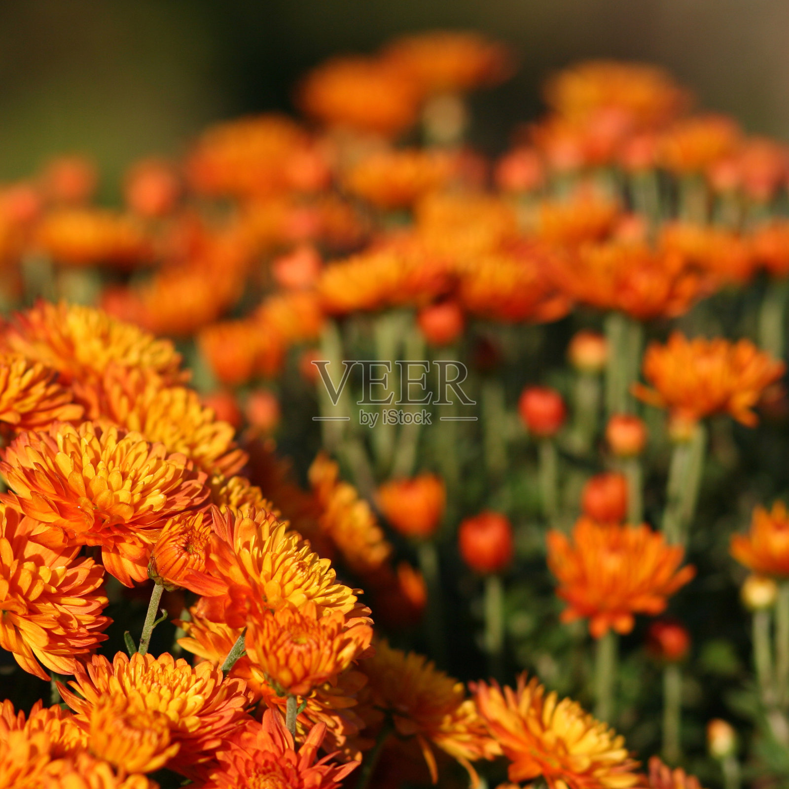 菊花照片摄影图片