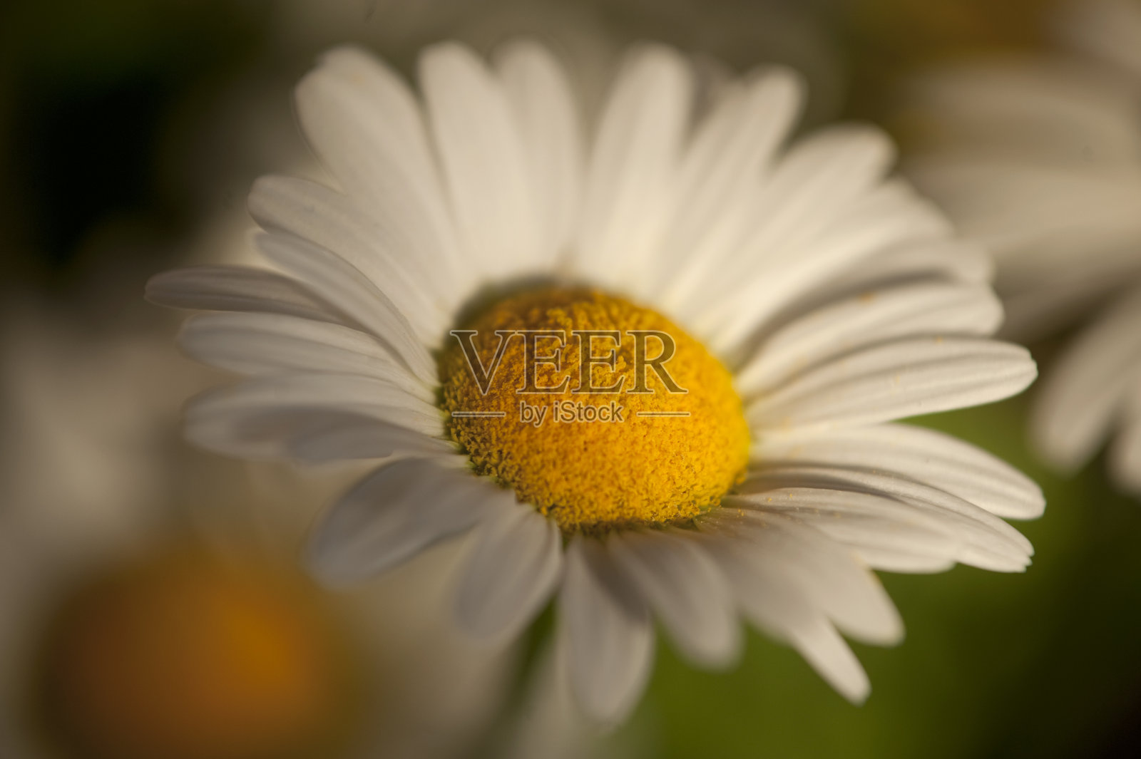 美丽的花朵dasy照片摄影图片