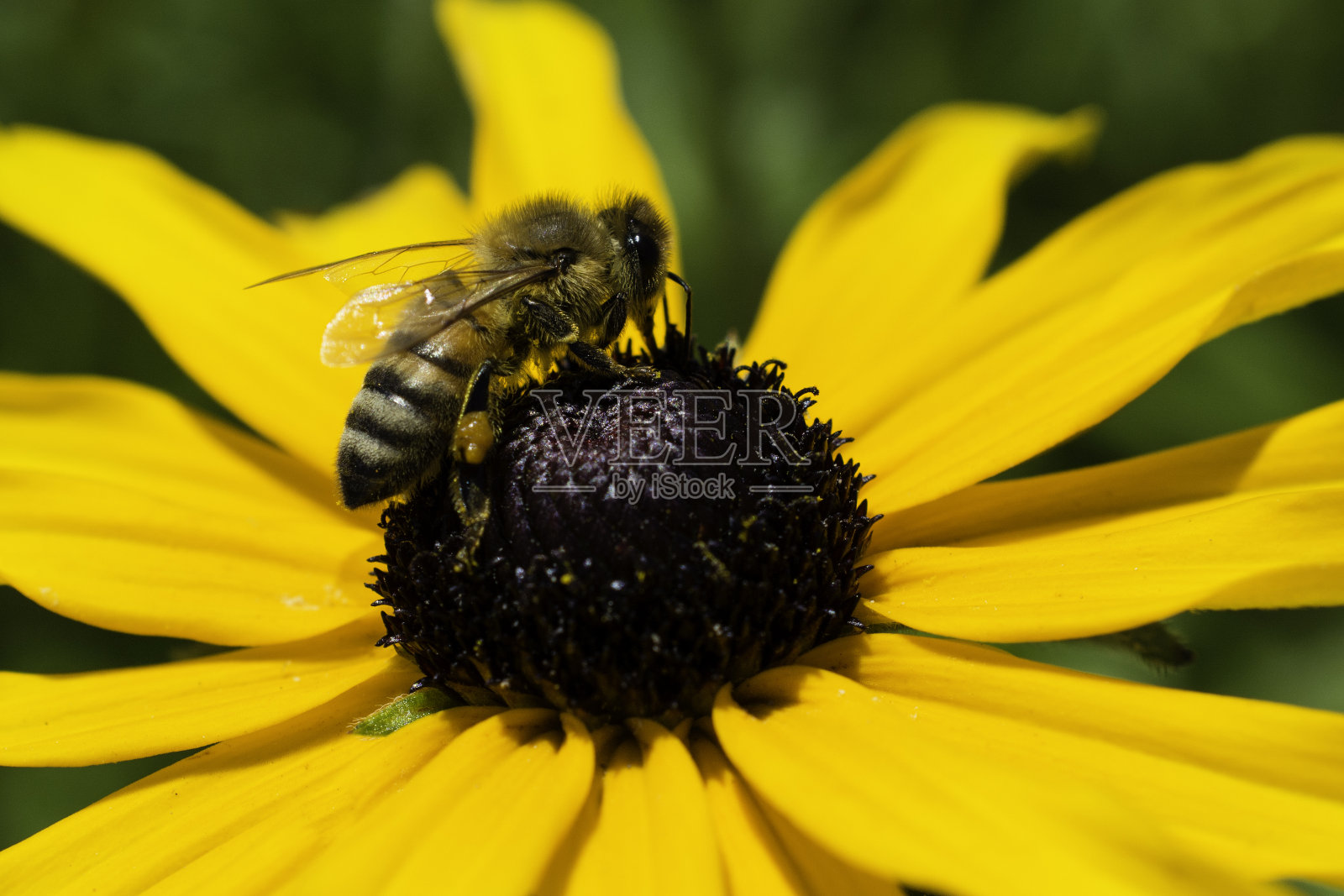 蜜蜂在花朵照片摄影图片