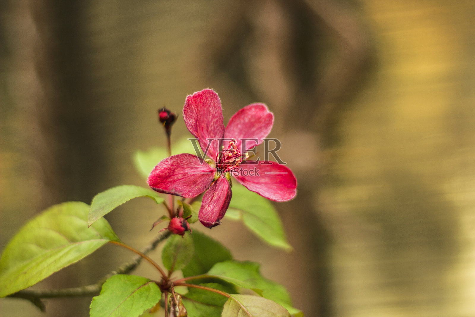 苹果开花。红色装饰野生皇家苹果花照片摄影图片