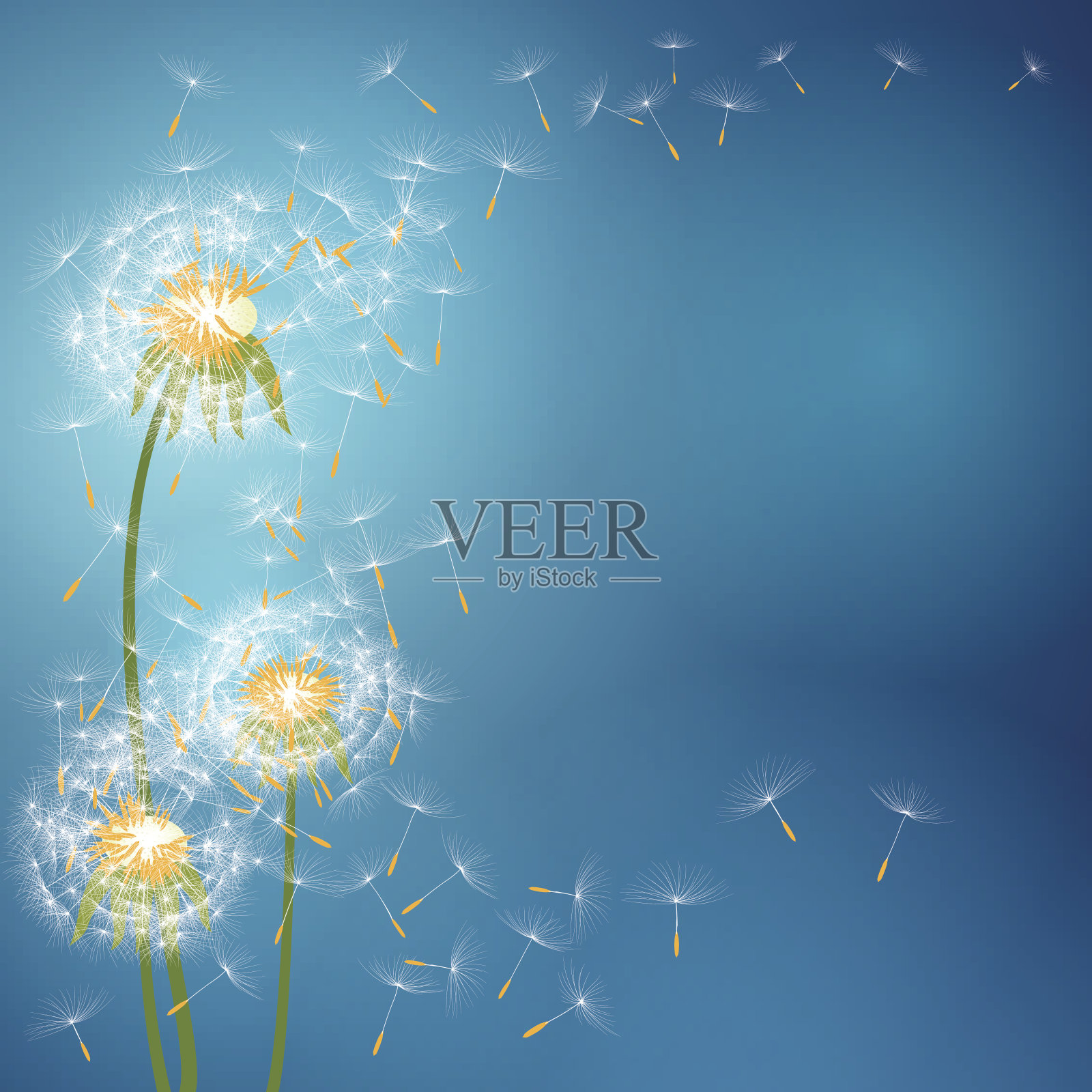 蒲公英带着种子随风飞舞插画图片素材