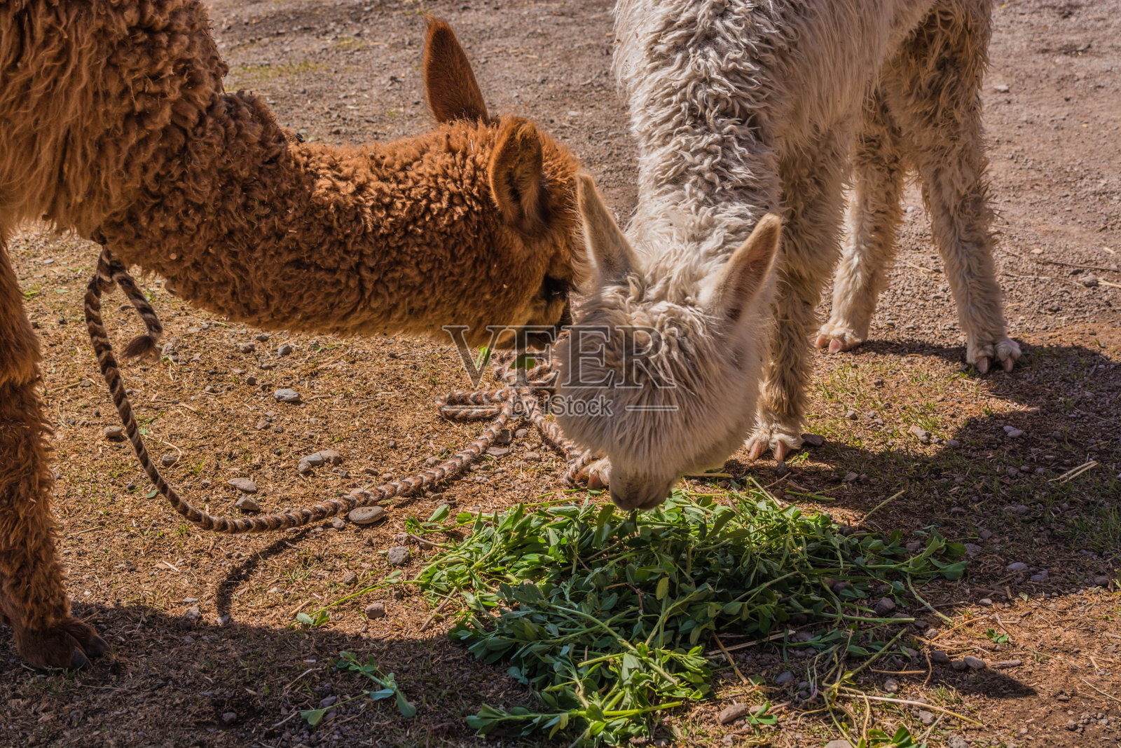 公园的名字照片摄影图片