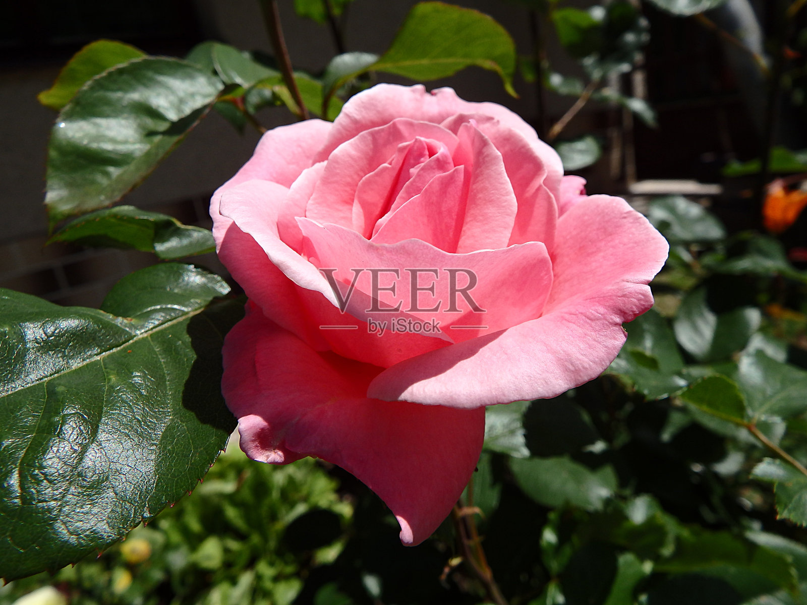 玫瑰，玫瑰，玫瑰，玫瑰，狗玫瑰，照片摄影图片