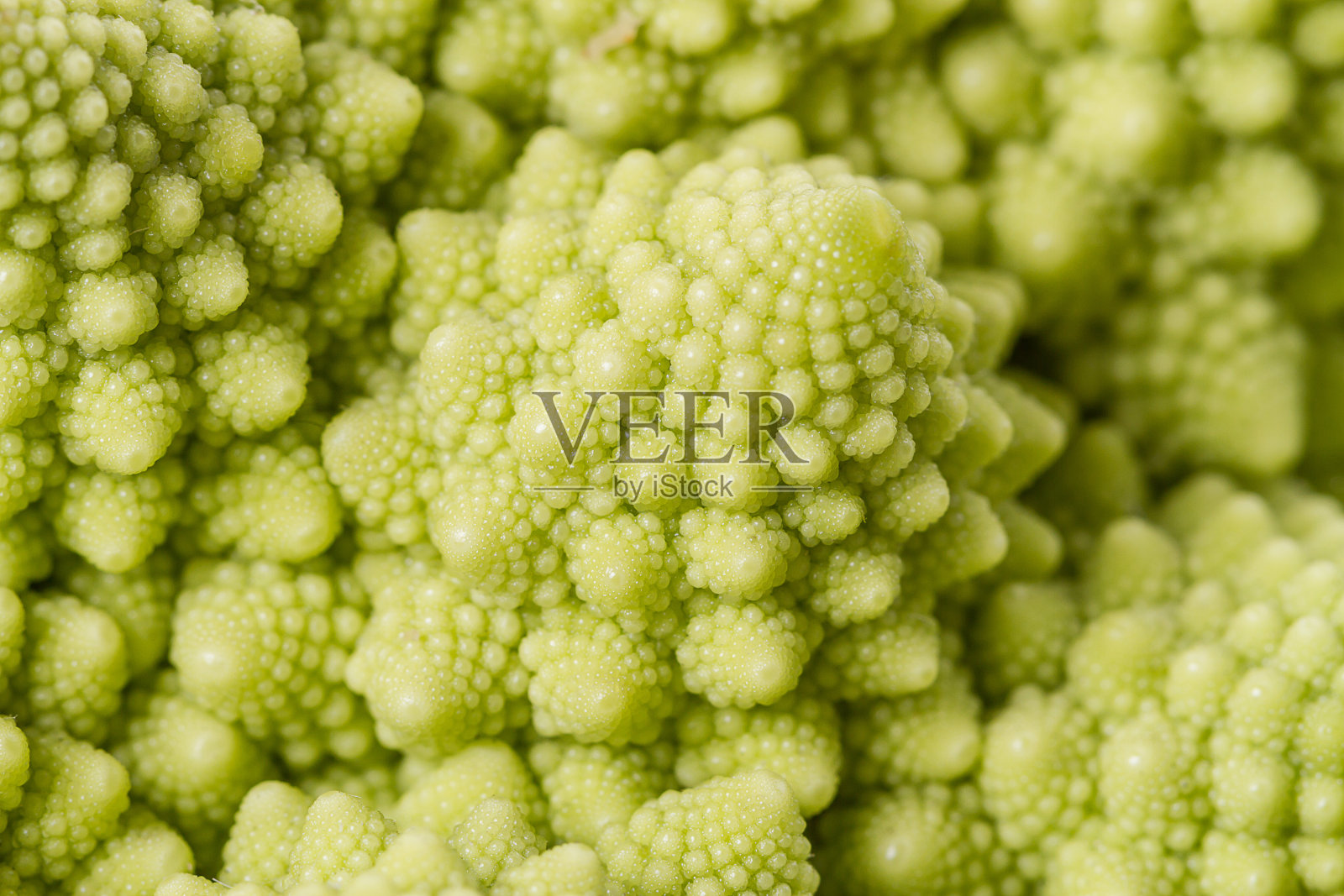 罗马花椰菜特写照片摄影图片