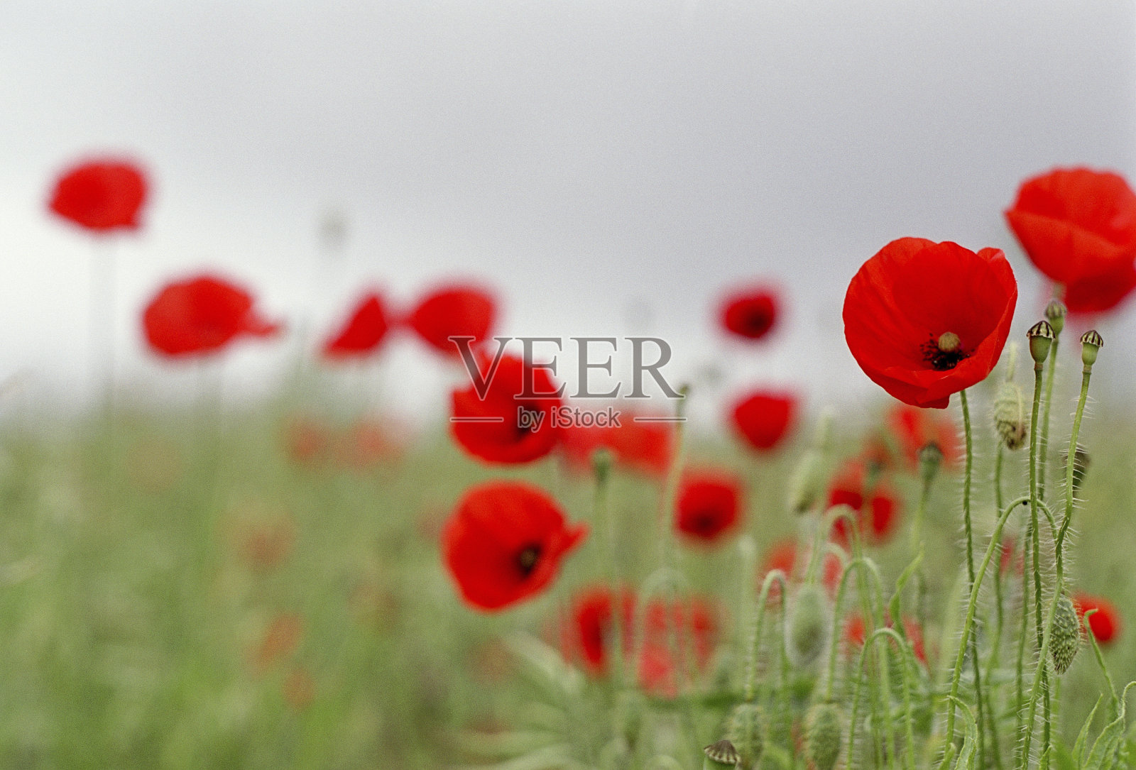 罂粟花田照片摄影图片