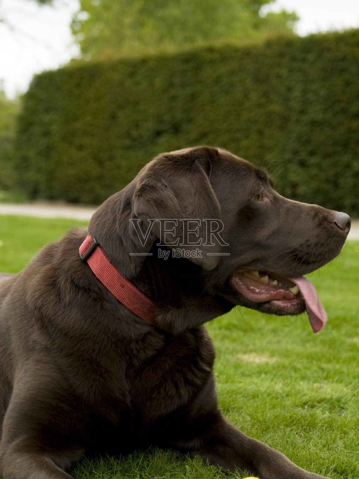 巧克力拉布拉多寻回犬照片摄影图片