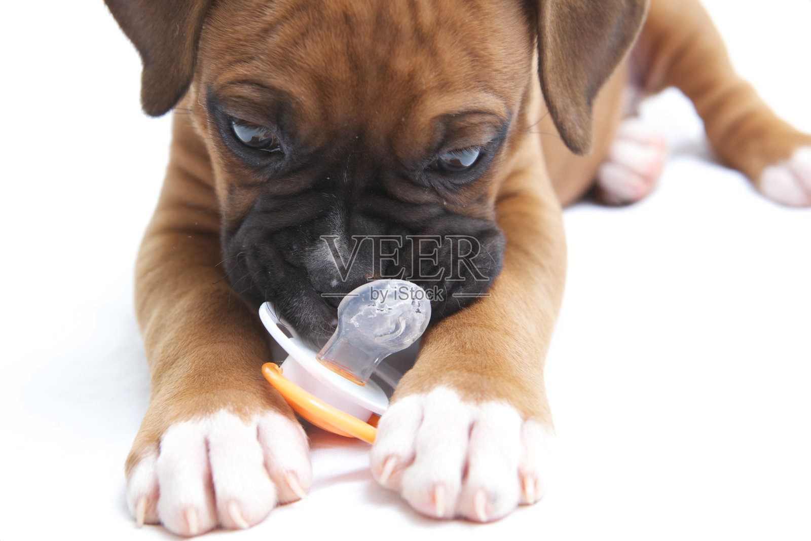 小拳击手的小狗照片摄影图片