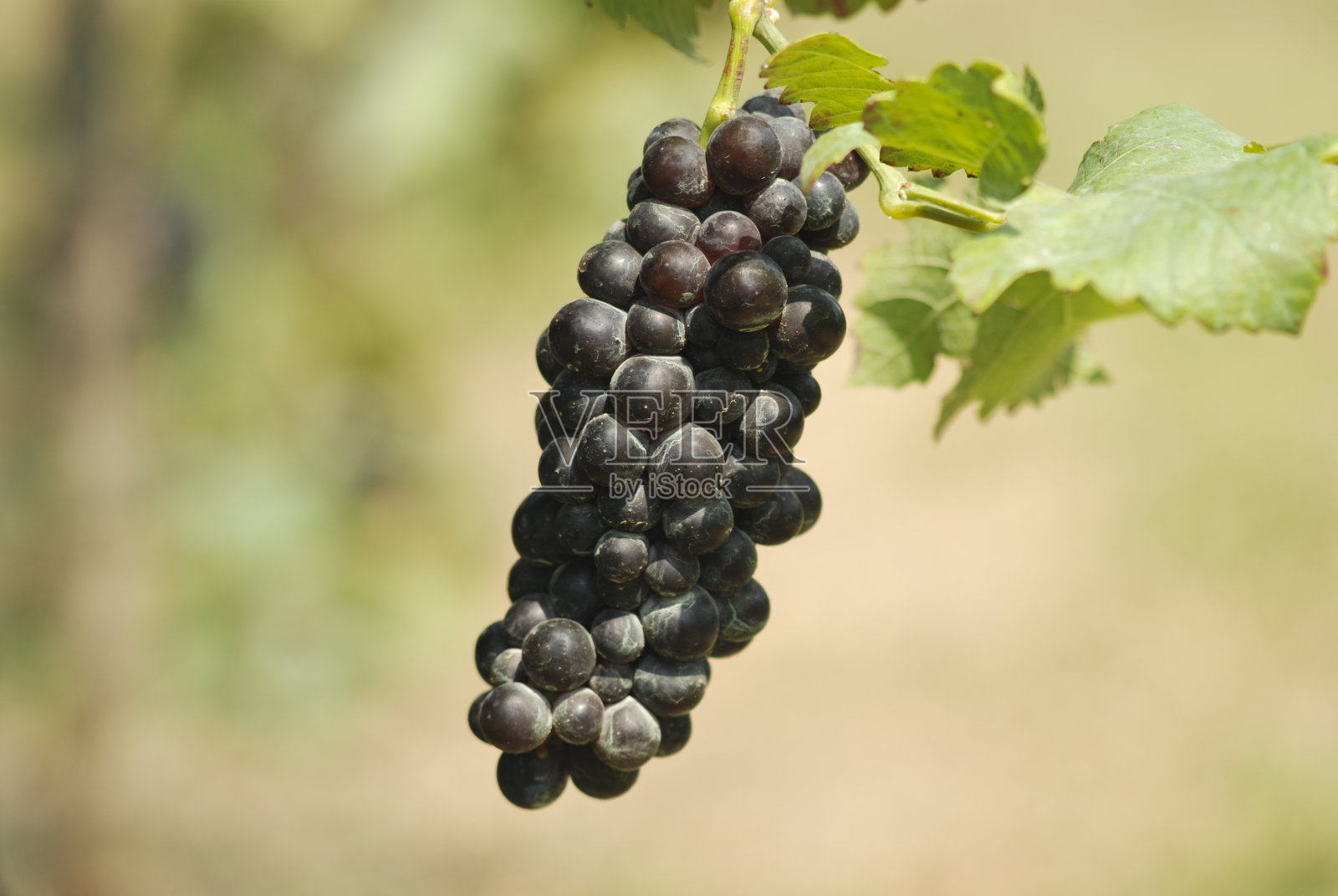 葡萄照片摄影图片