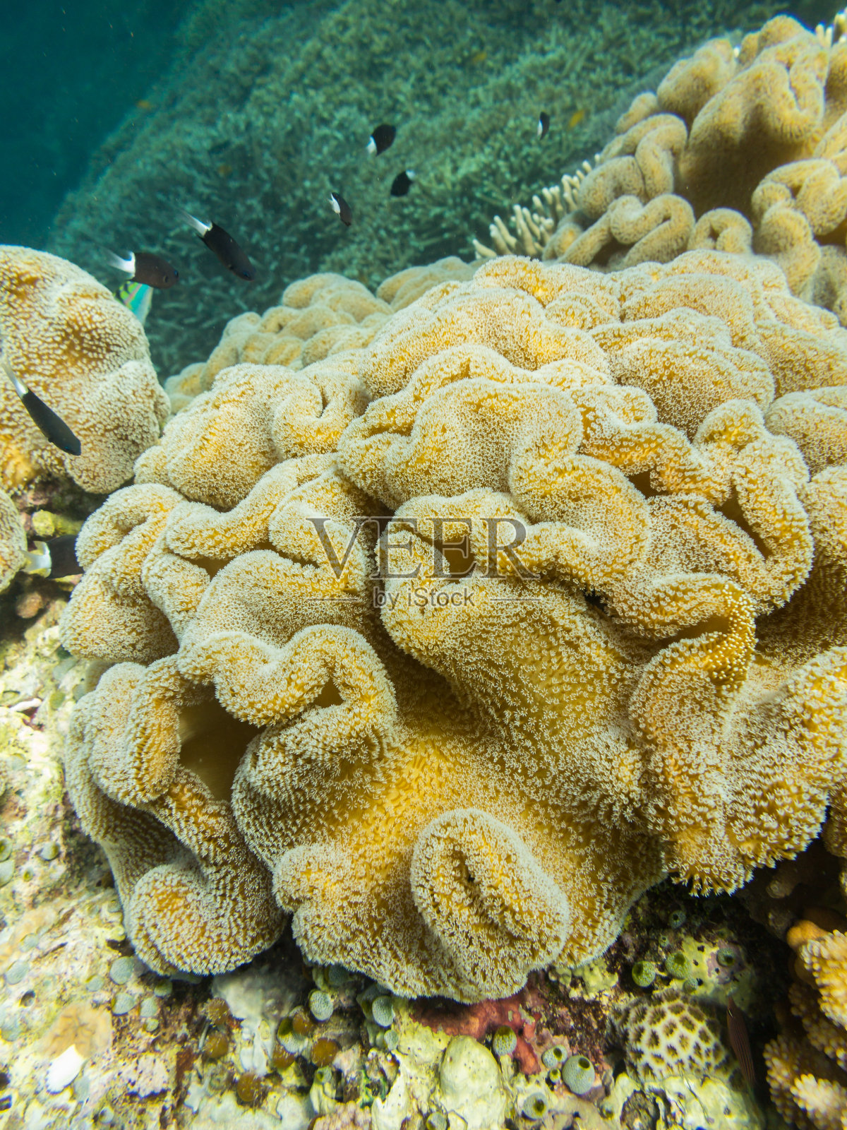 海洋珊瑚照片摄影图片
