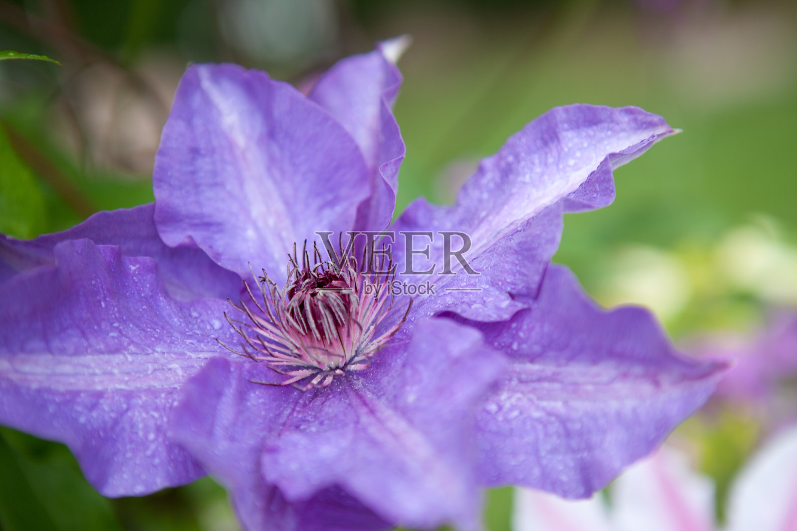 精致的紫色的花照片摄影图片