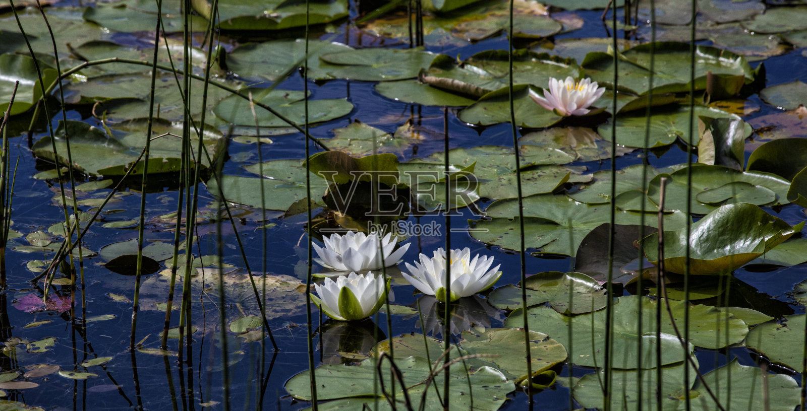 湖上的睡莲照片摄影图片