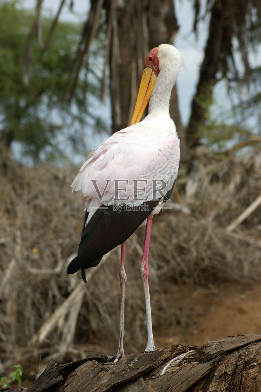 只鹳照片摄影图片