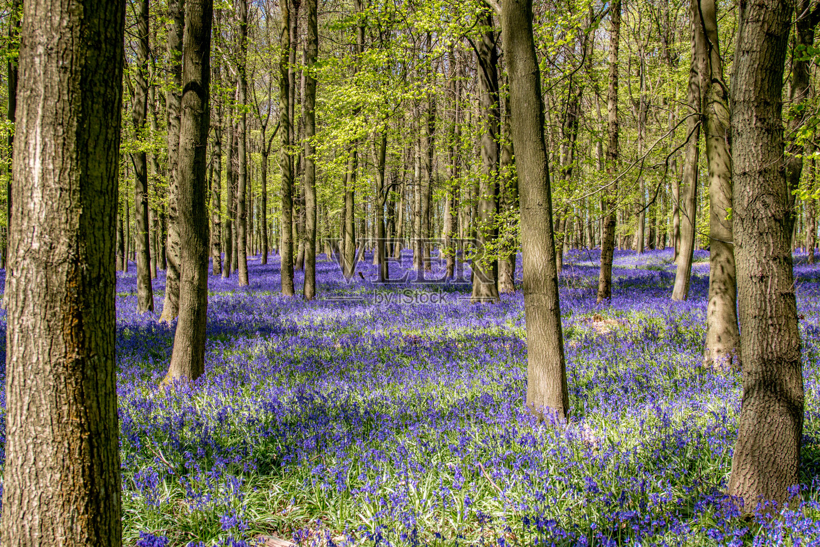 蓝铃林景-多克森林照片摄影图片