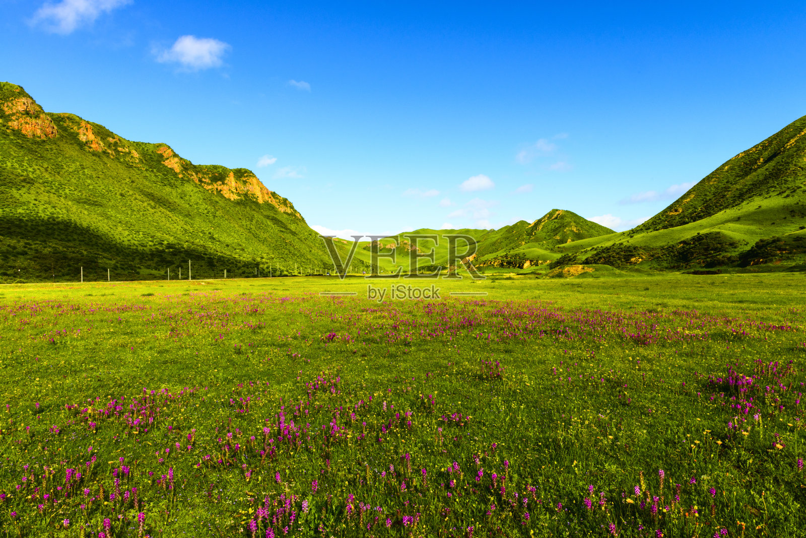 西藏草原的天际线、景观和野花照片摄影图片