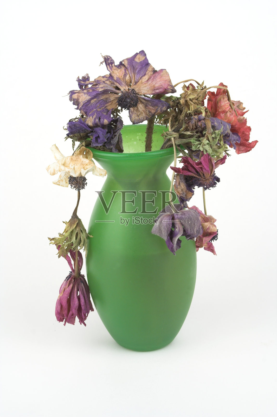 死海葵照片摄影图片