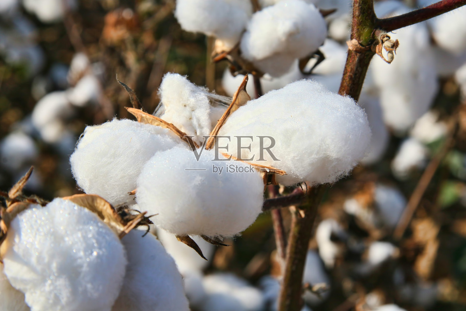 棉花照片摄影图片