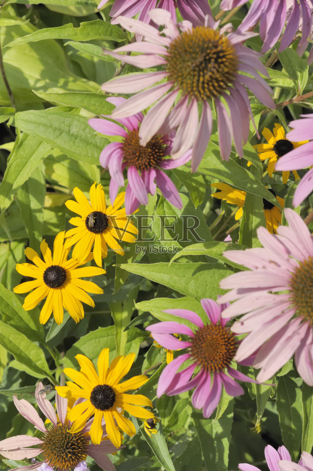 夏天的花园照片摄影图片