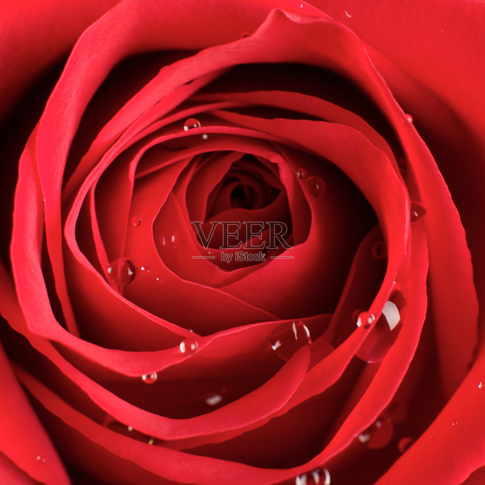 玫瑰照片摄影图片