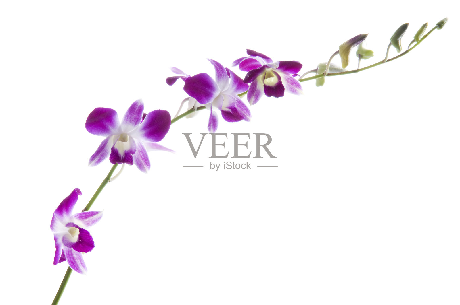 美丽的石斛兰白色照片摄影图片