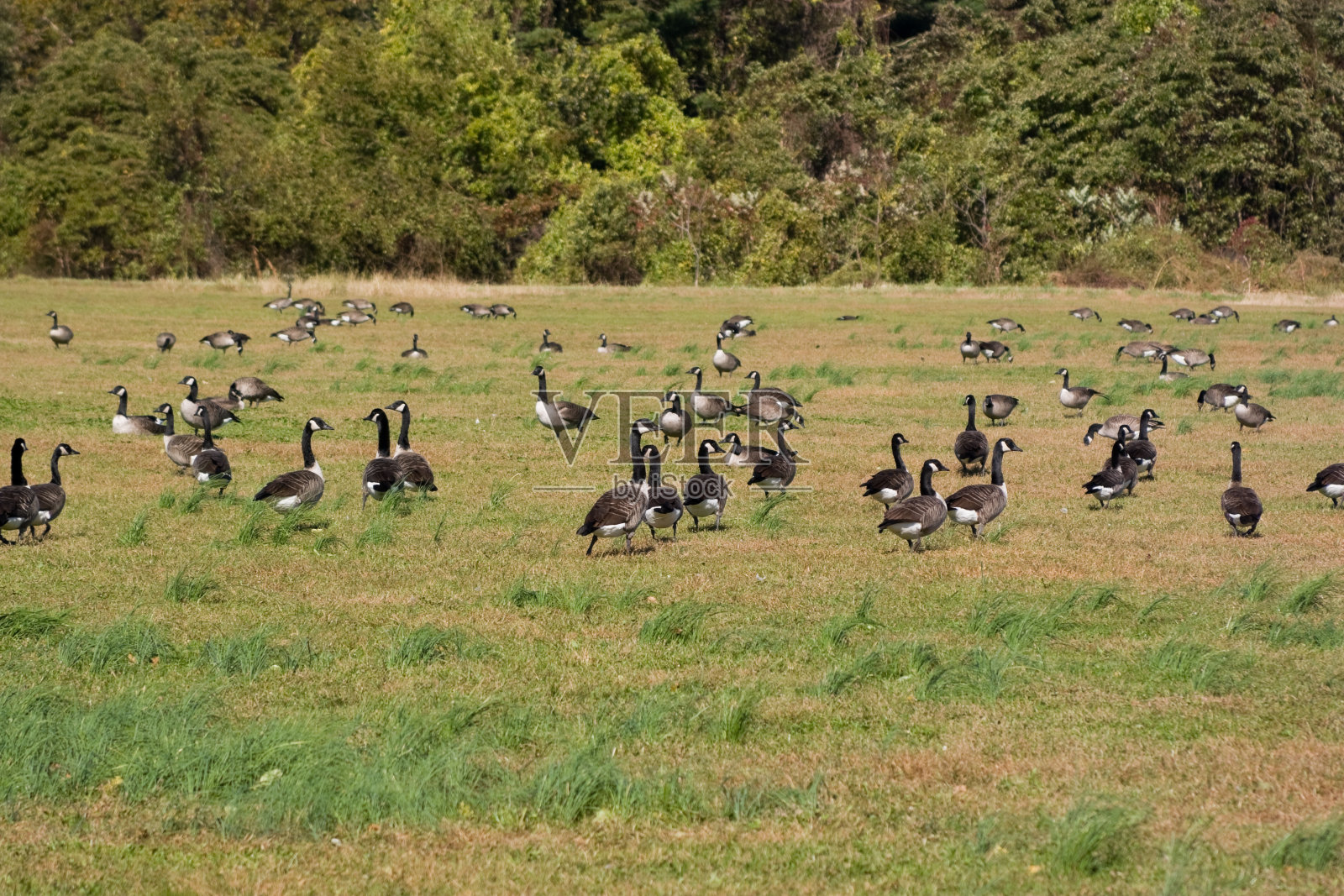 群鹅照片摄影图片