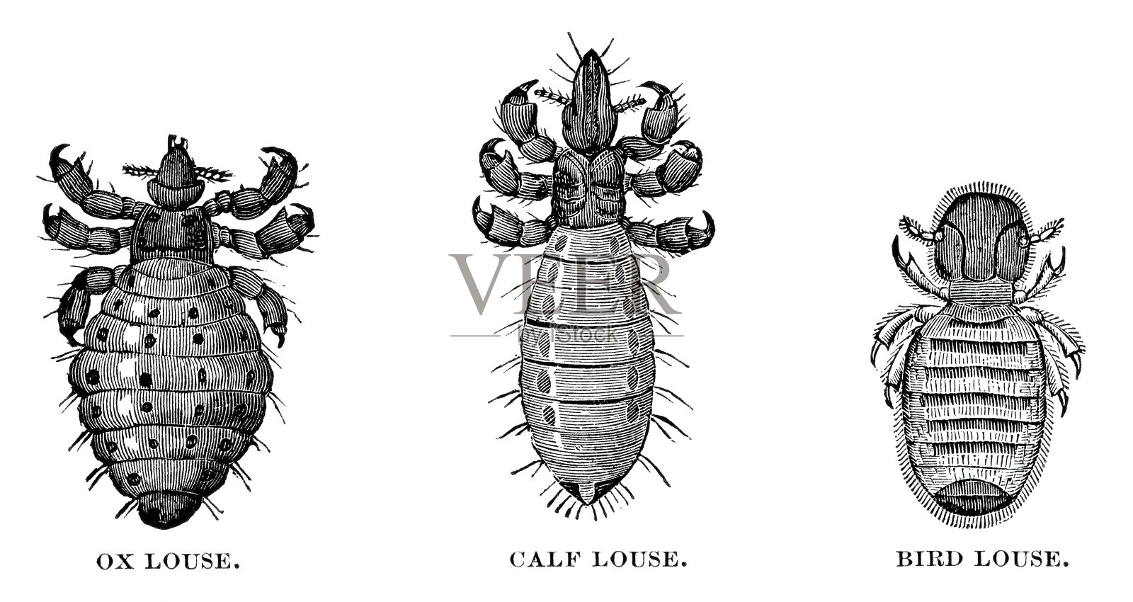 虱子雕刻插画图片素材
