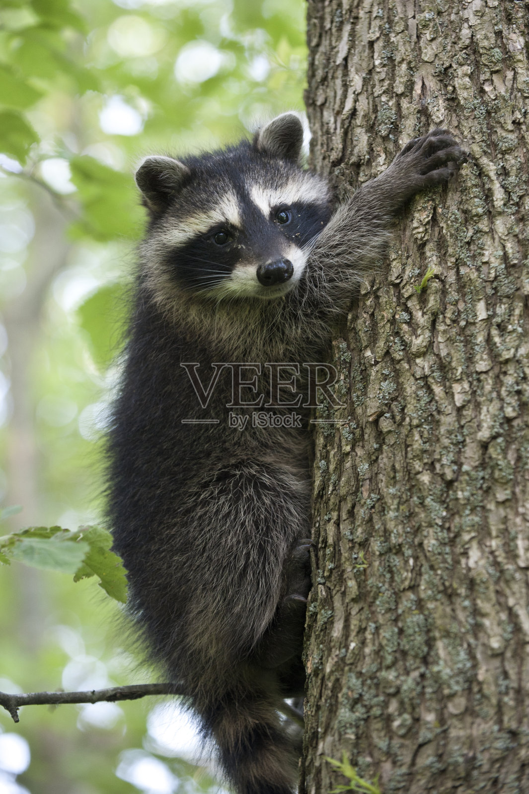 挂在照片摄影图片