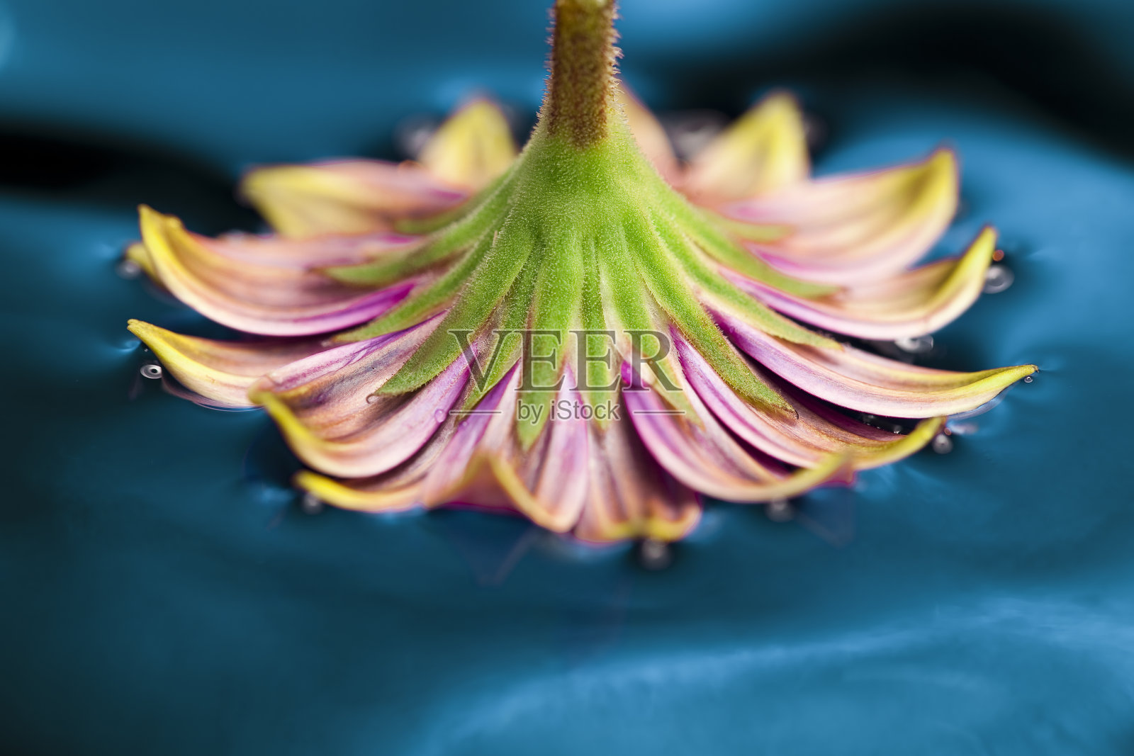 容易上当的人照片摄影图片