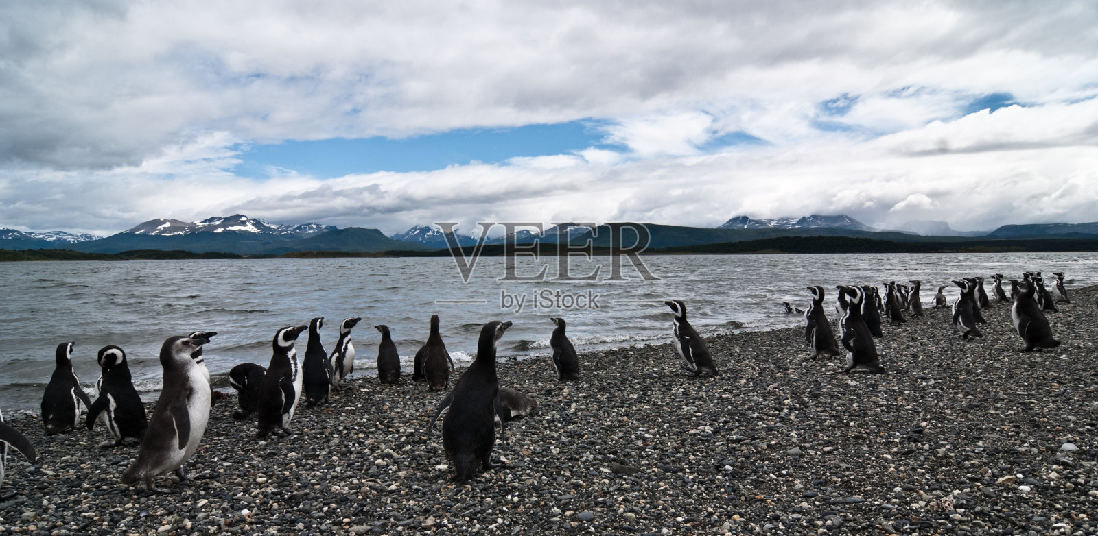 马提罗岛(火地岛-阿根廷)的麦哲伦企鹅殖民地照片摄影图片