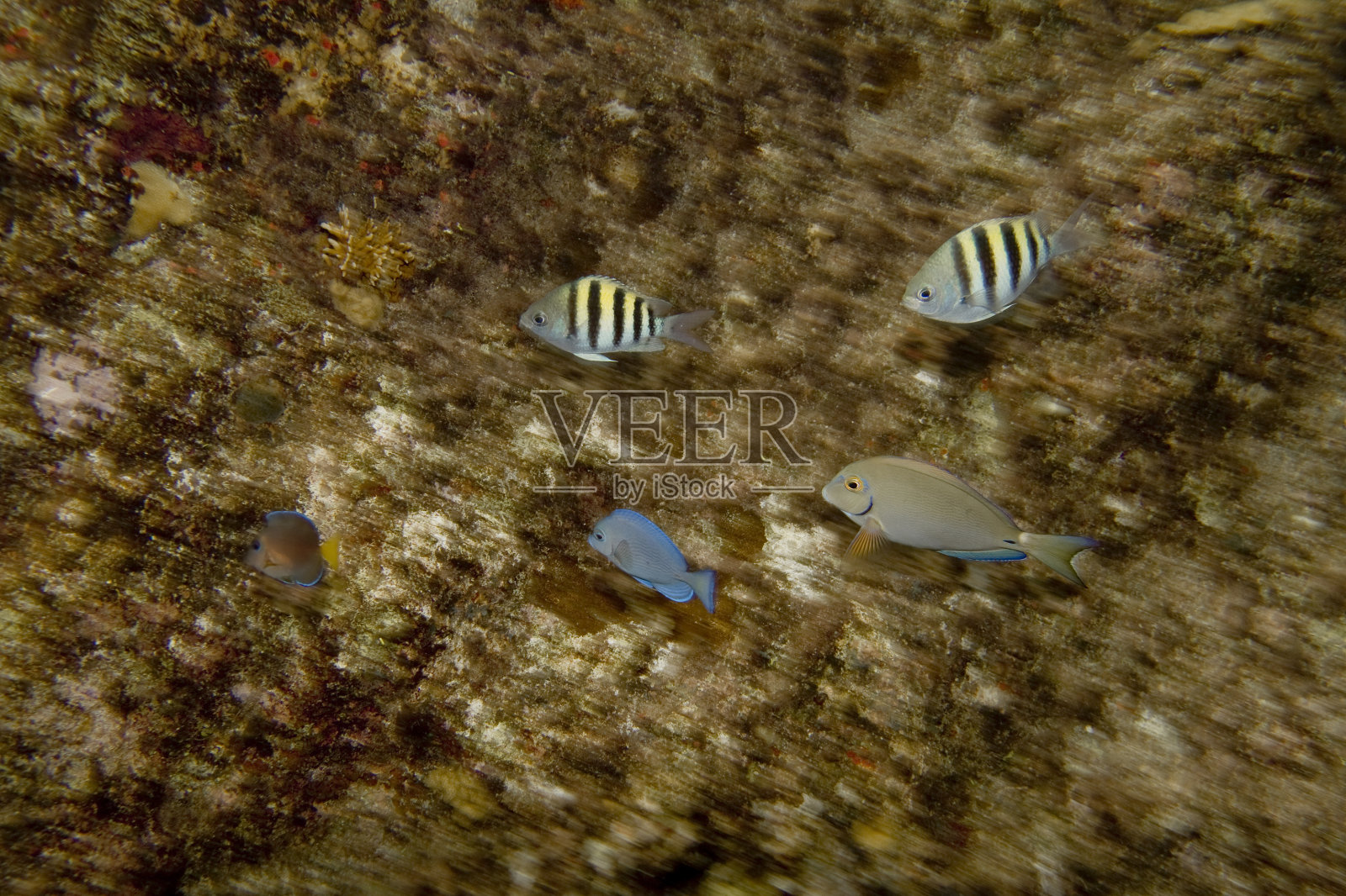 鱼群背景在运动照片摄影图片