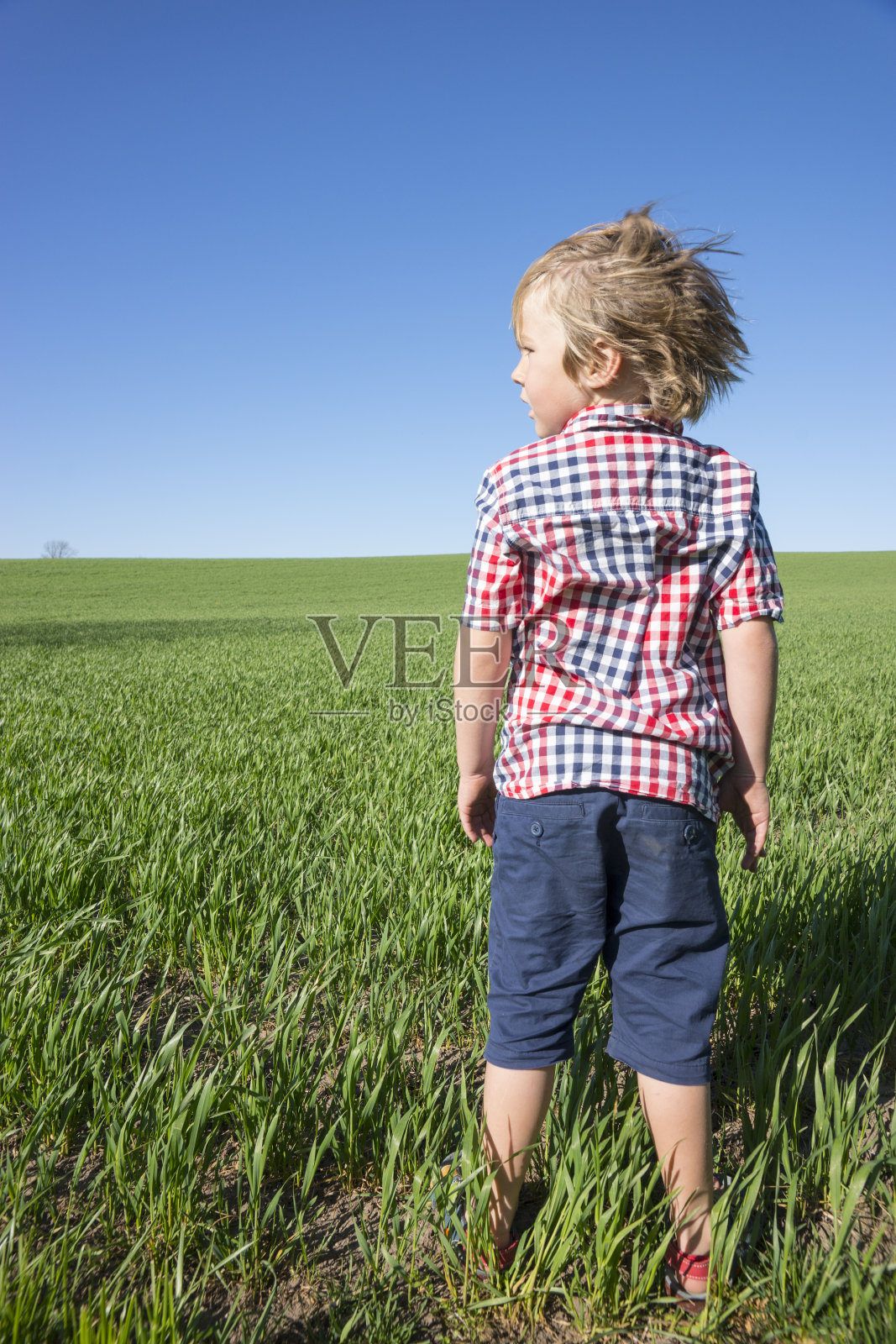小男孩望着一片庄稼地照片摄影图片