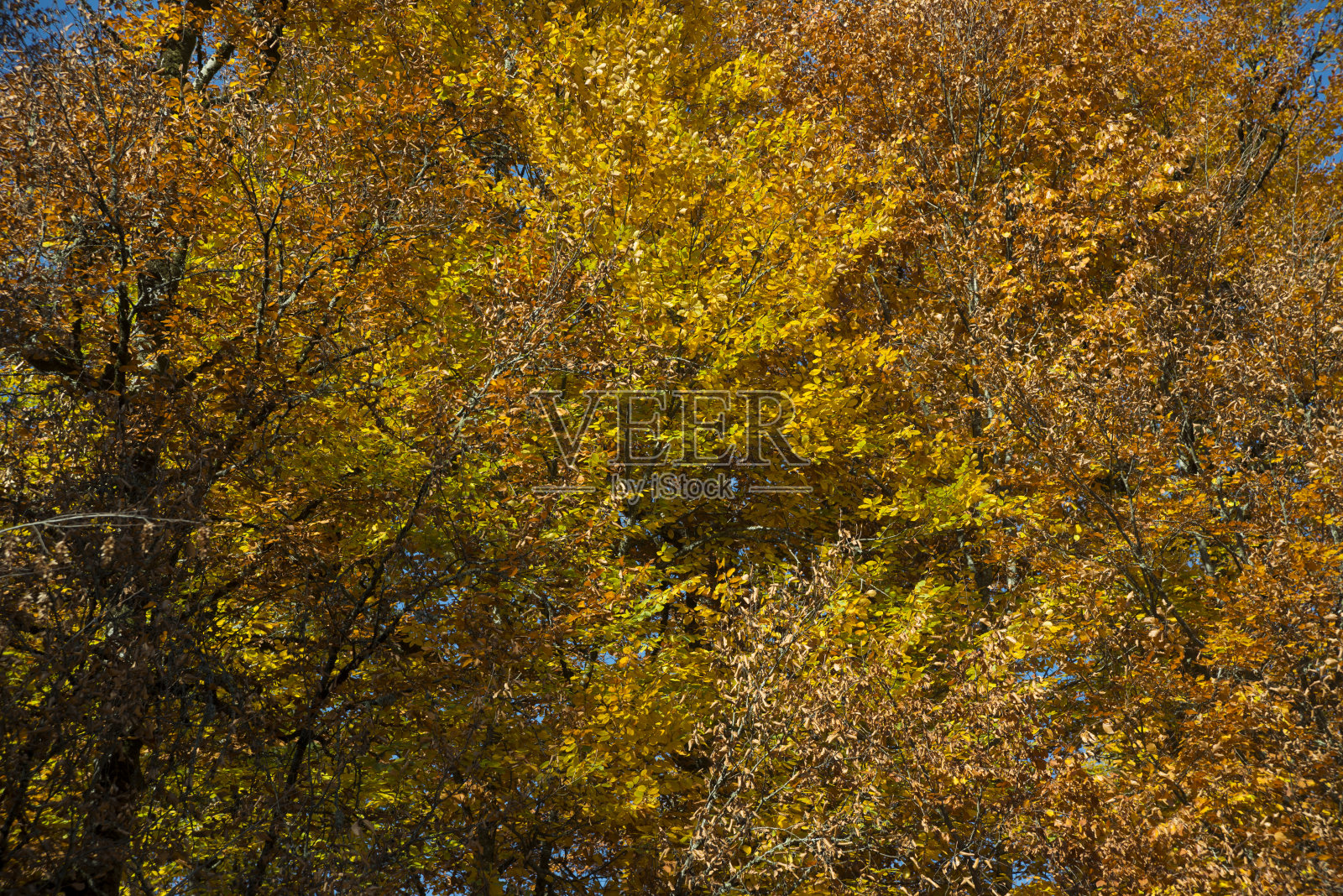 秋天照片摄影图片