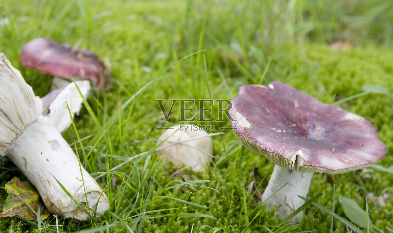 紫色布里特莱吉尔 （鲁苏拉阿特罗普尔普雷亚）照片摄影图片