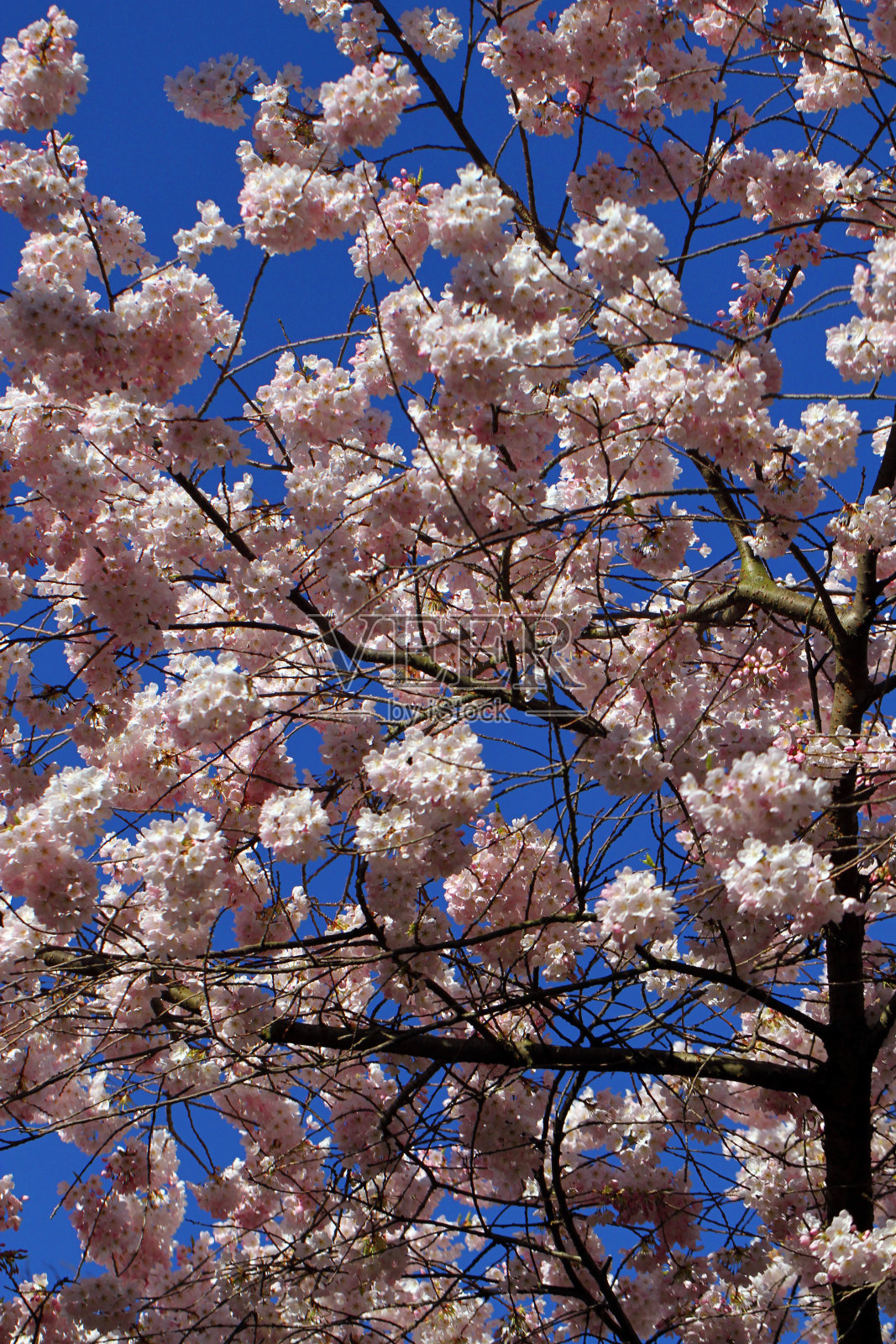 脸红的天空照片摄影图片