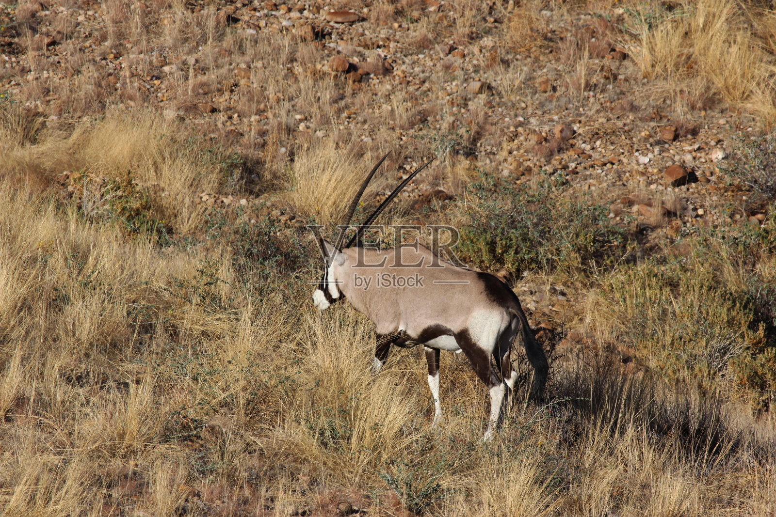 纳米比亚:纳米比亚- naukluft国家公园里的羚羊照片摄影图片