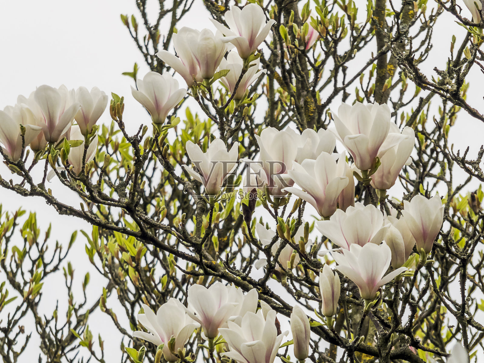 木兰x Soulangiana照片摄影图片