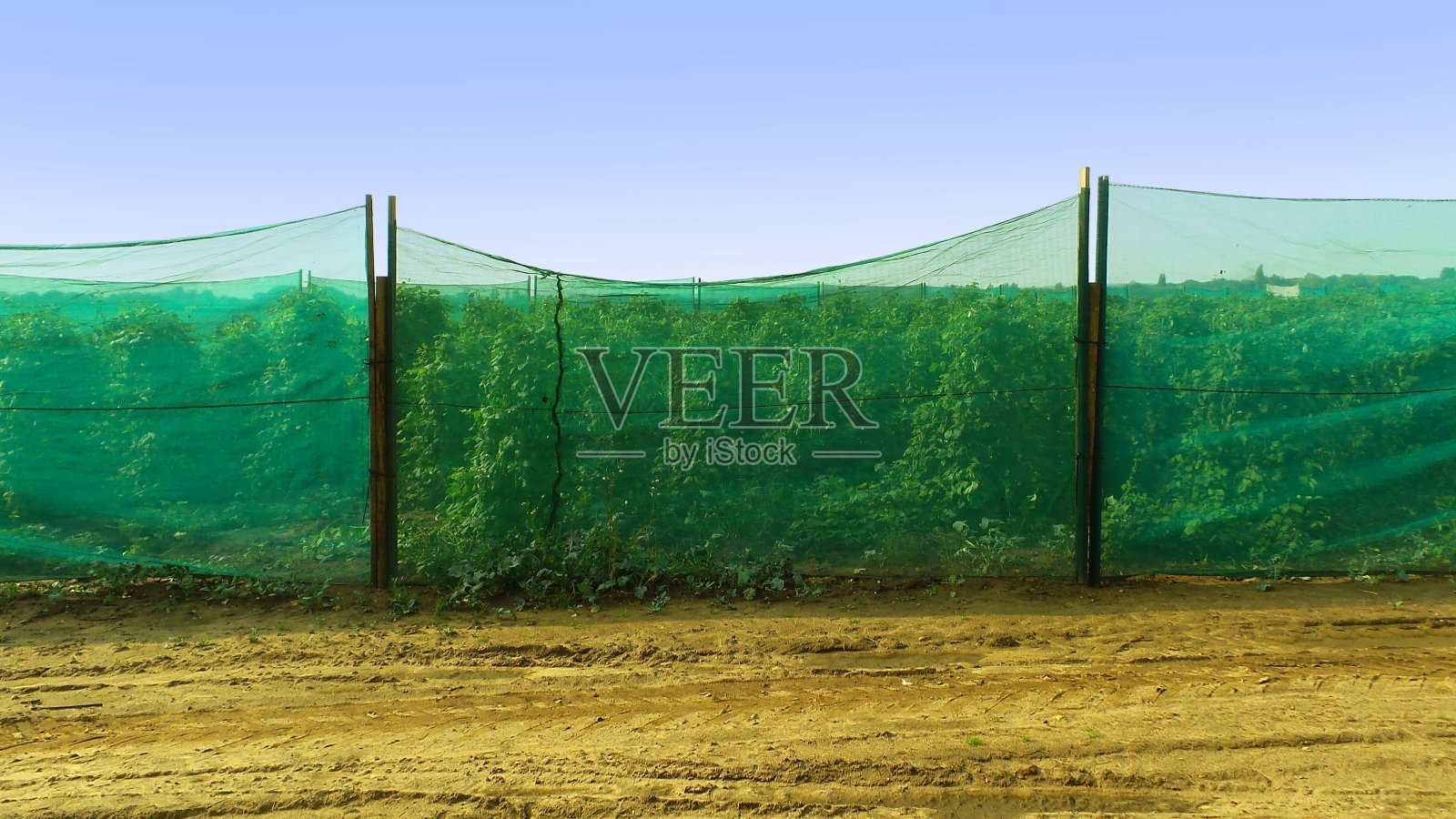 青豆照片摄影图片