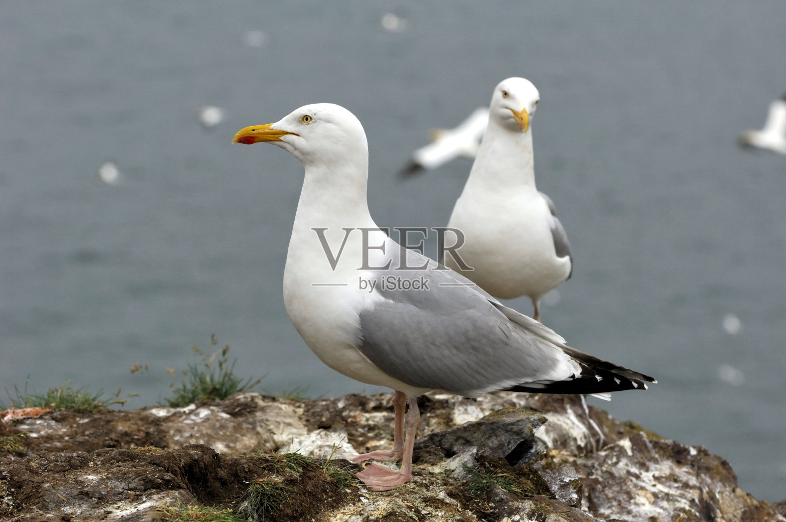 银鸥照片摄影图片