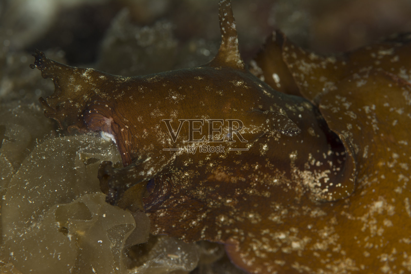 年轻的海兔-发育不全迷恋照片摄影图片