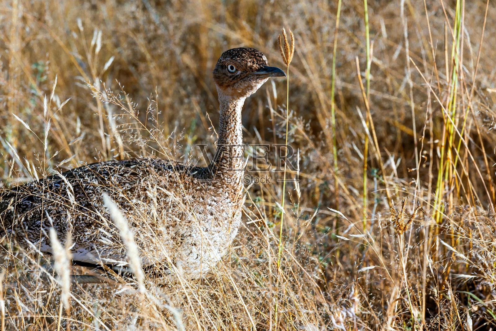 凤头鸨照片摄影图片