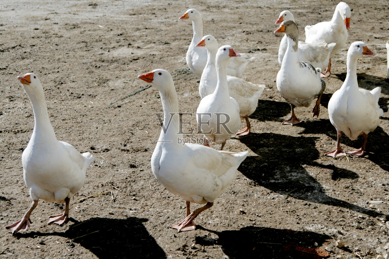 鹅照片摄影图片
