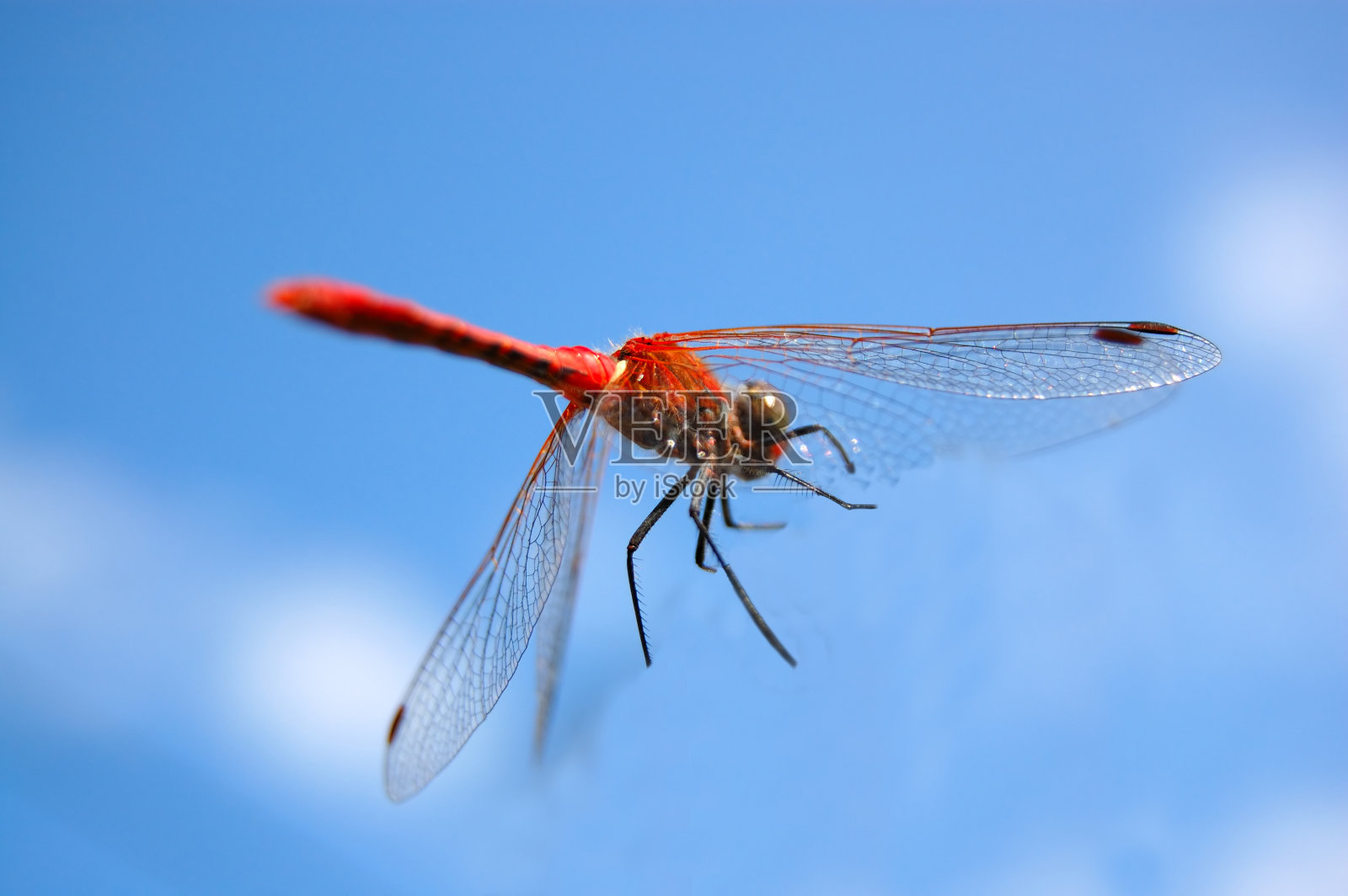 蜻蜓照片摄影图片