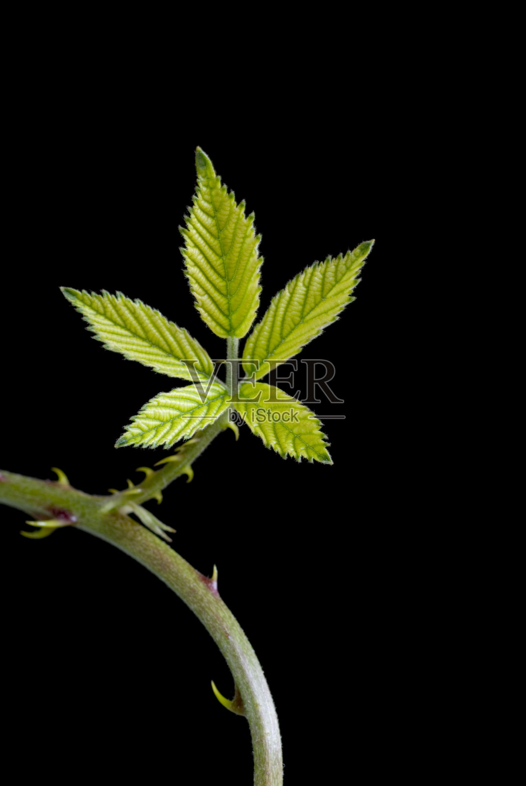 黑莓叶肖像照片摄影图片